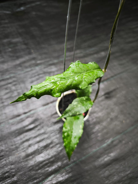 Hoya Sp aceh stingray unacclimated