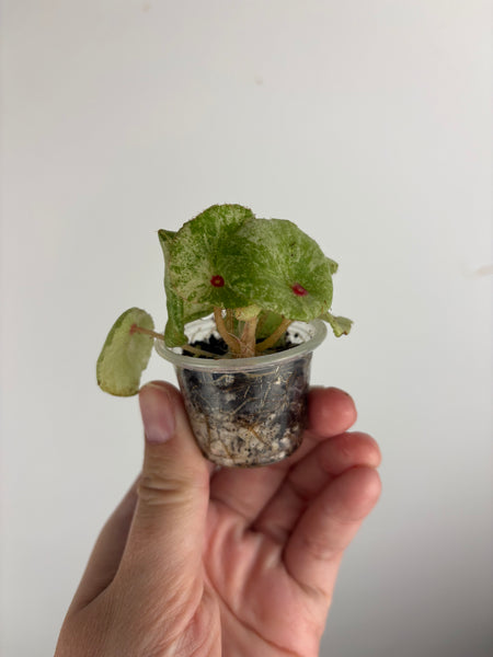 begonia rouge variegated exact plant