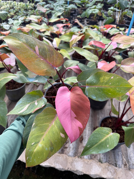 Philodendron persimmon princess