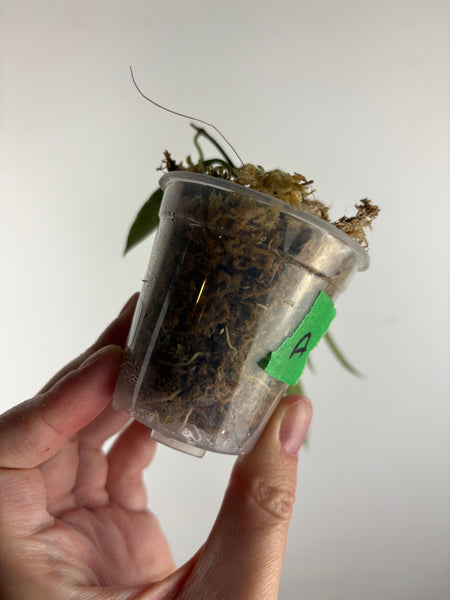 hoya tsangii albomarginata A