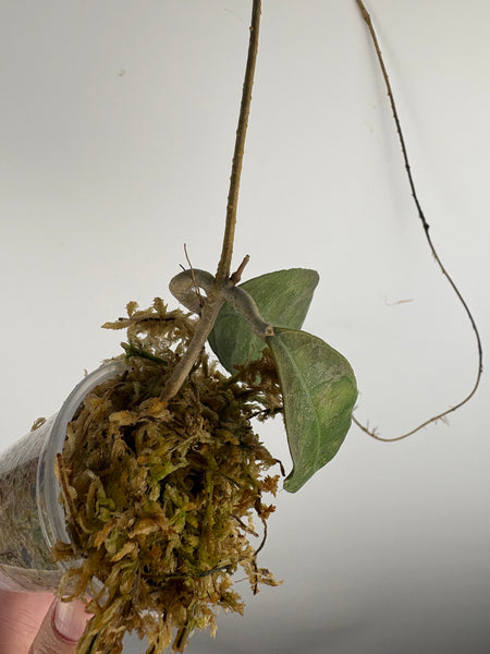 hoya aff lambii red mutation splash J