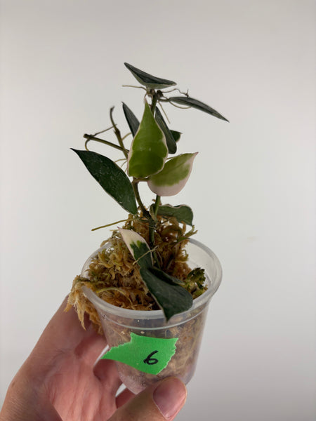Hoya lacunosa 'Asami' (Wonosobo) 6