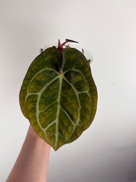 Anthurium
Carlablackiae x
Carlablackiae(Thailand) 8