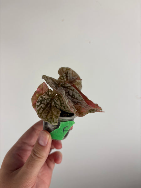 Begonia snow capped variegated F