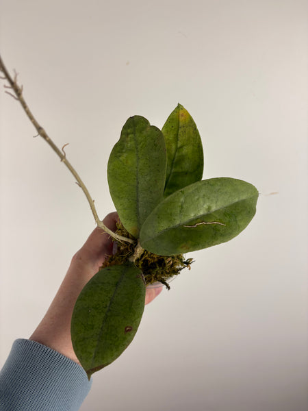 Hoya aff forbesii silver 6