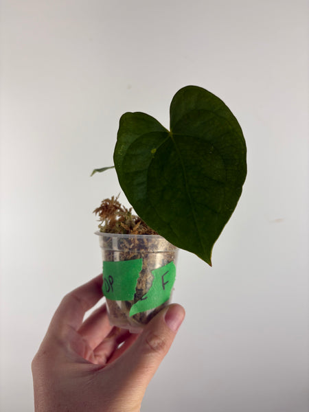 Anthurium Dark Pheonix seed F