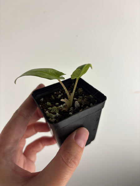 alocasia lauterbachiana variegated
