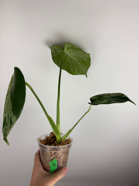 Monstera vietciosa (Thailand) B