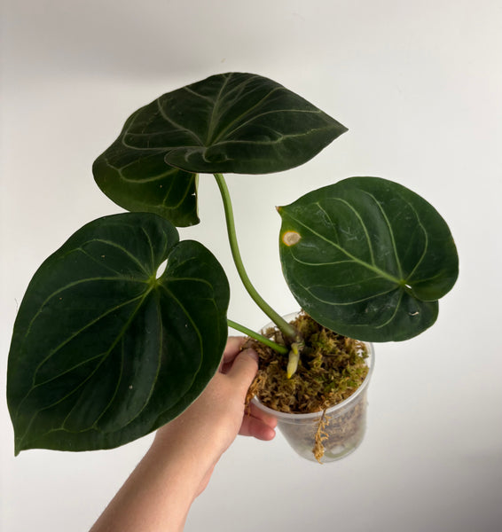 Anthurium king of spades A2 medium+