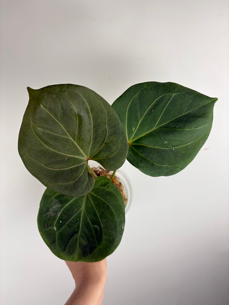 Anthurium king of spades B large