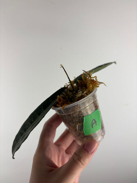 hoya hypolasia sp papua A