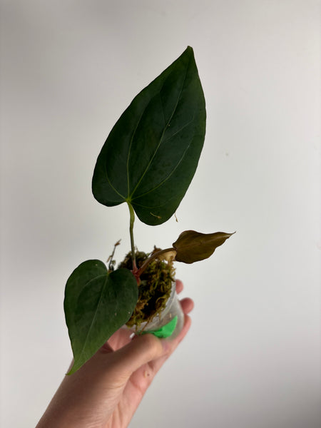 Anthurium king of spades x Fort Sherman B2