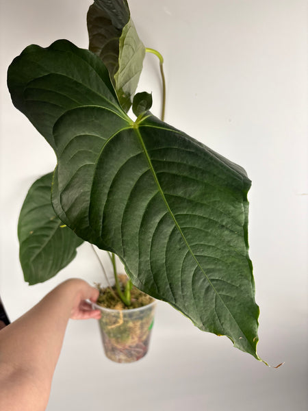 Anthurium chamberlainii huge plant