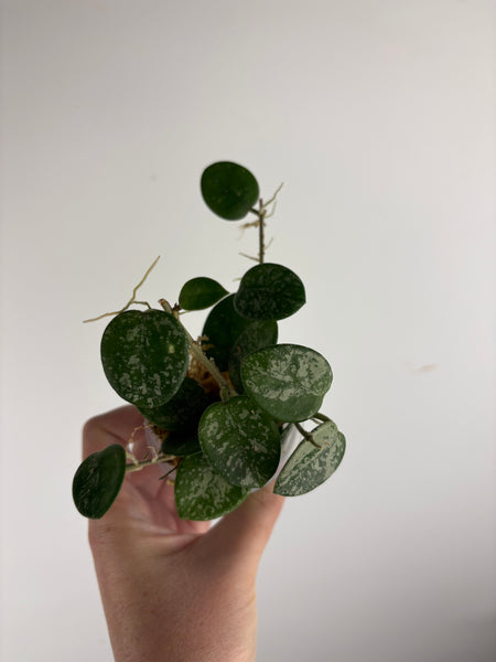 Hoya Mathilde splash C