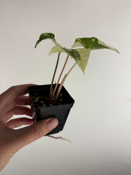 Syngonium albo