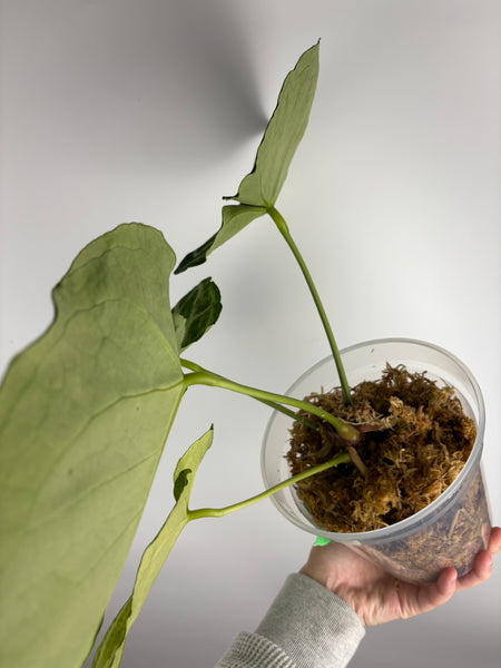 Anthurium Silver blush x (hu x red crystal) - large plant