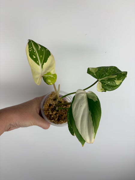 Philodendron gloriosum variegated small plant A