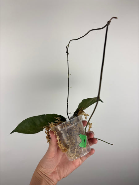 Hoya versteegii 1