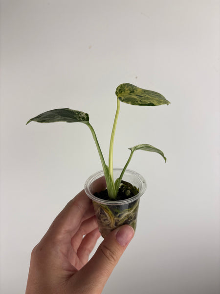 monstera bulbasaur