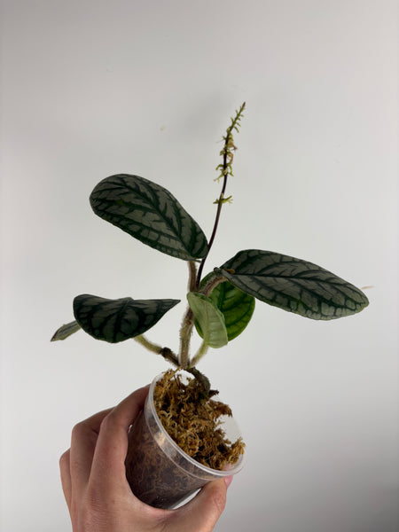 Cosmianthemum