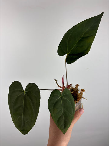 Anthurium blue papi x aos 7
