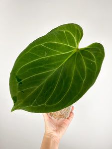 Anthurium King of spades B