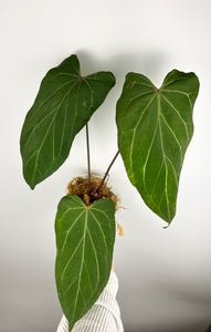 Anthurium King of Spades x papillilaminum A