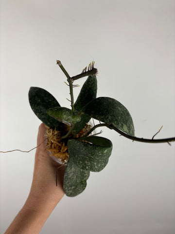 Hoya rundumensis splash 5