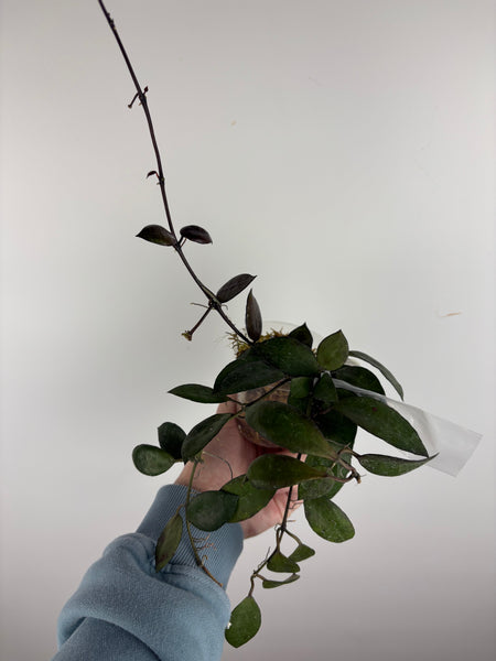 hoya lacunosa black coin B