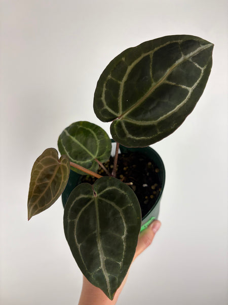 Anthurium 'Memoria Tim Anderson’ - (Doc Block Zara × Doc Block Michelle) X Anthurium Red Crystallinum from USA - 6
