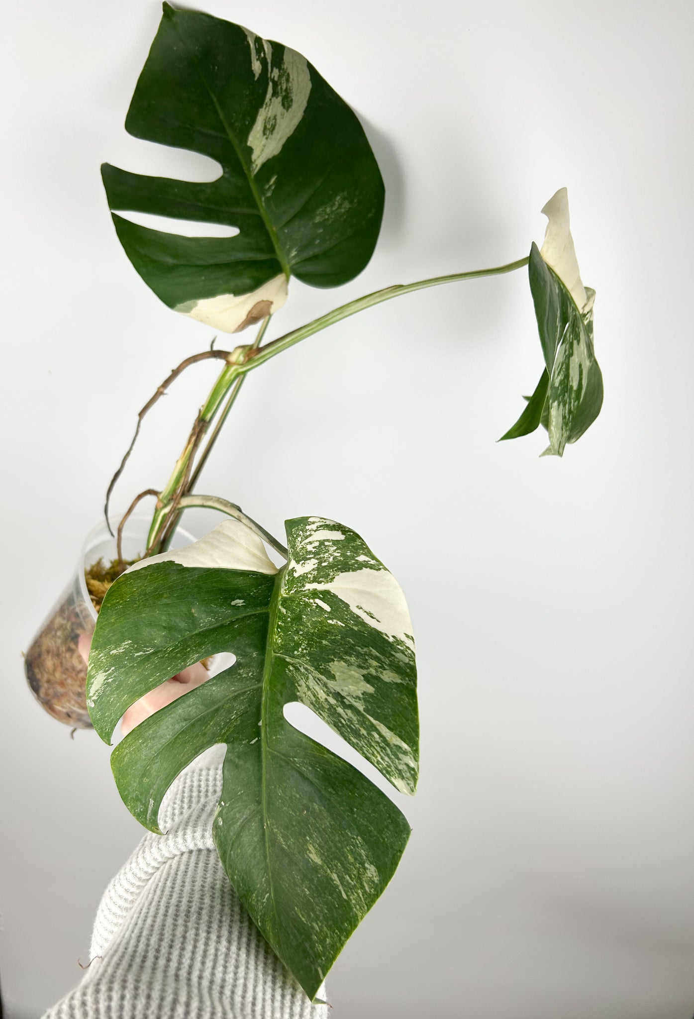 Monstera albo C