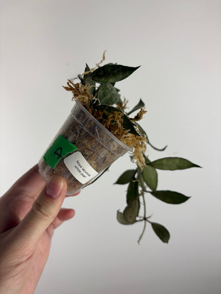 hoya lacunosa white pearl A
