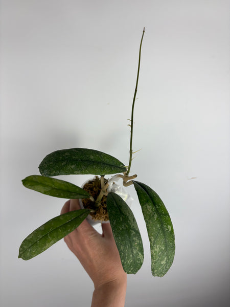 Hoya sp. (Northern Sumatra) silver splash