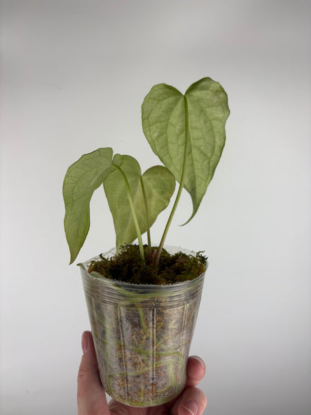 Anthurium Predatorium hybrid aurea x Crystallinum