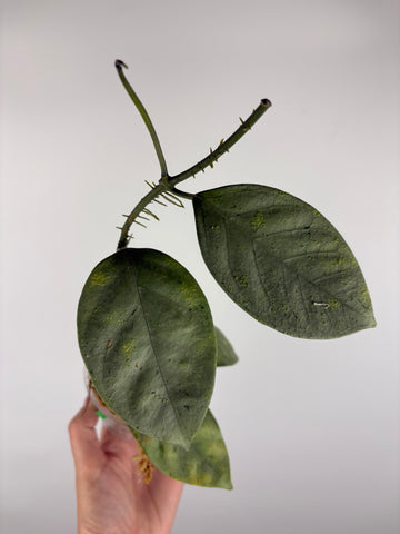 hoya coriacea silver 4 as is