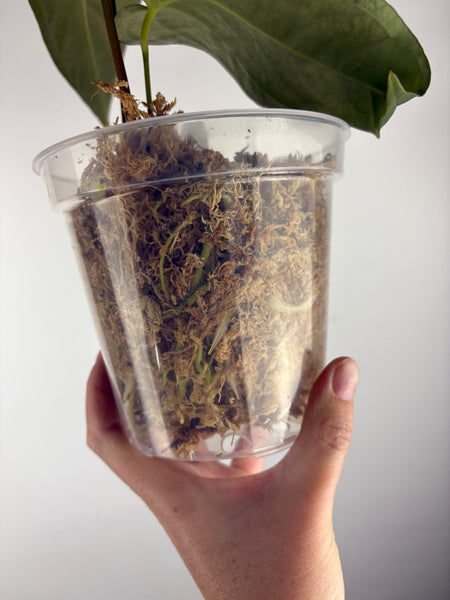 Anthurium papillilaminum (mint) x papillilaminum