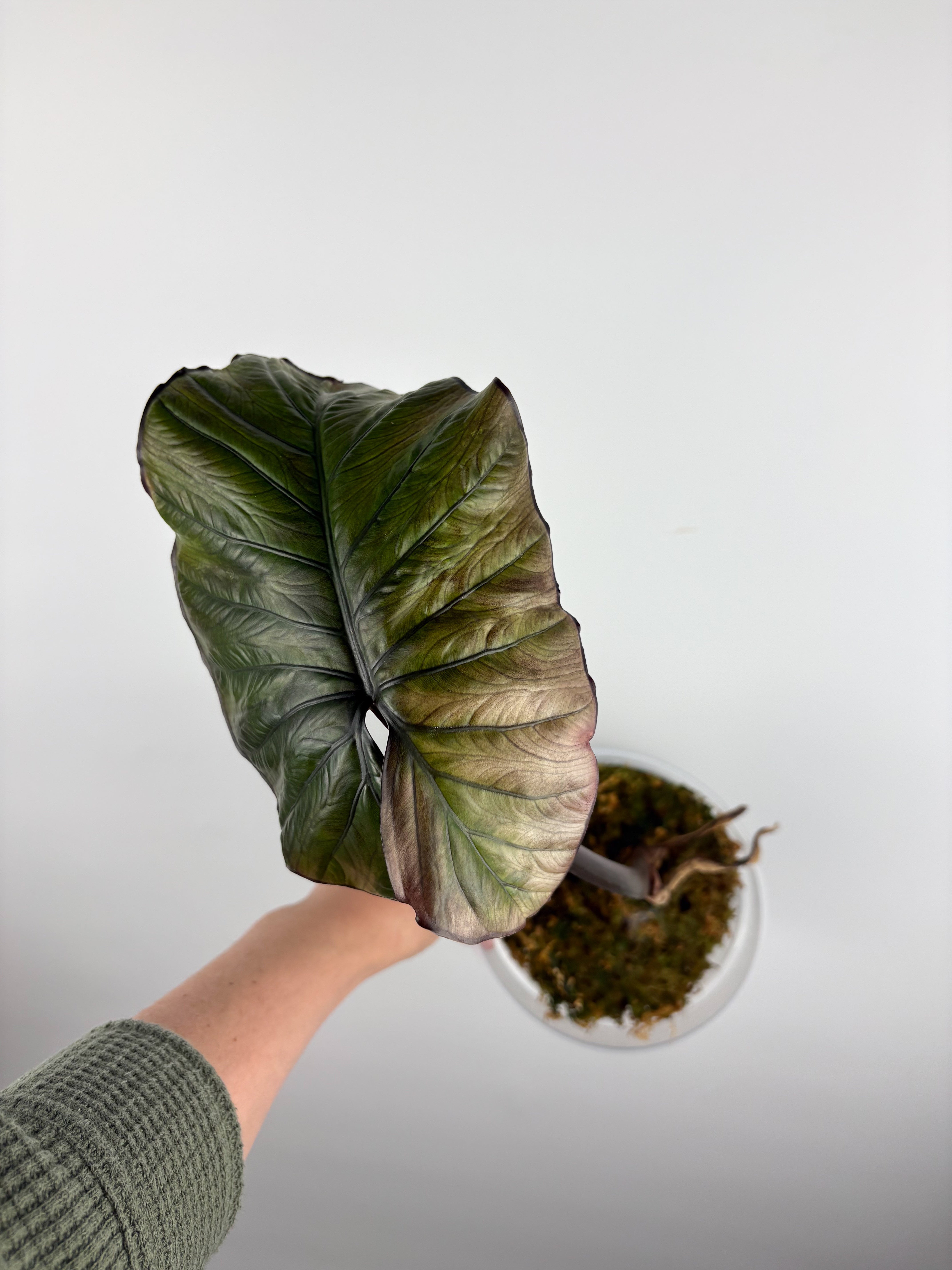 フラワーマジック「ボタニア」 Ficus Tineke — Dutch Growers Regina