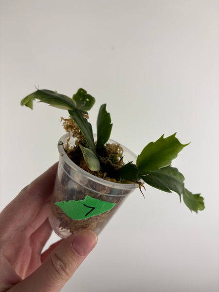 Variegated Schlumbergera 7