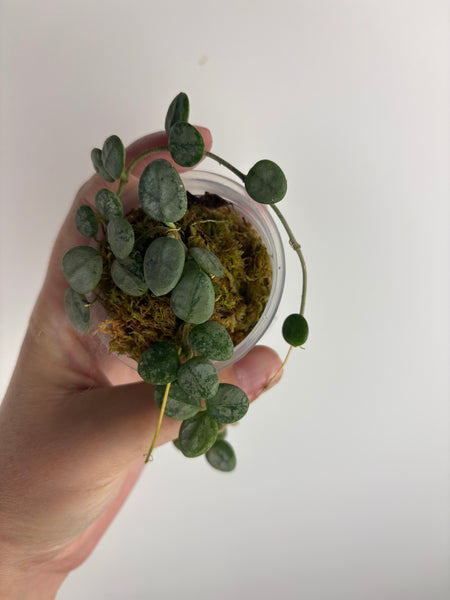 Hoya serpens silver (Thailand) C
