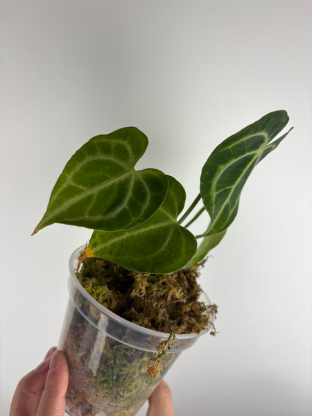 Anthurium King clari original Indonesia C
