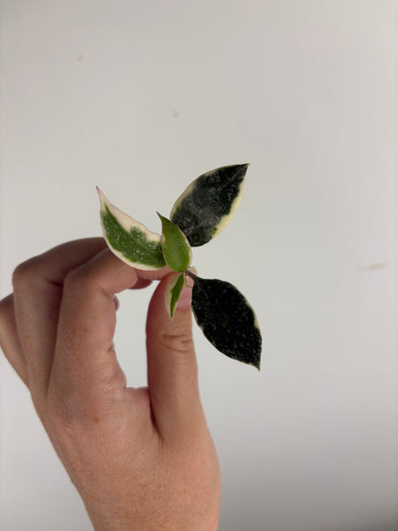 Hoya lacunosa ‘princess lumina’ cutting