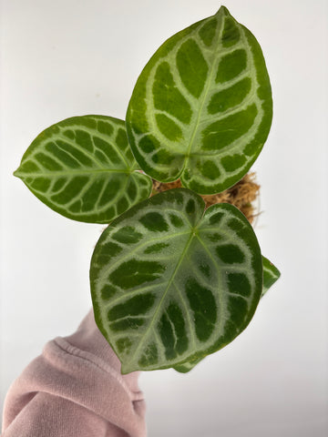 Anthurium red tiger 7