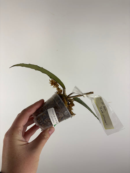 hoya sp aceh black octopus A