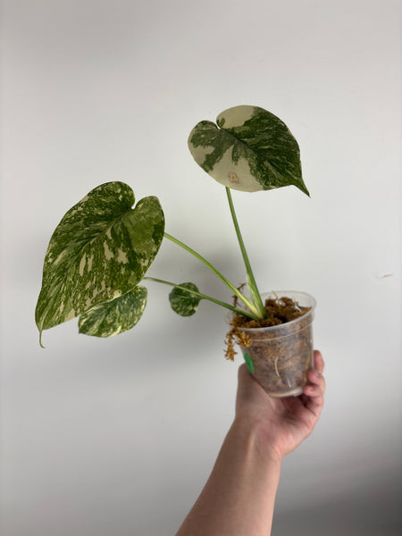 Monstera white snow A