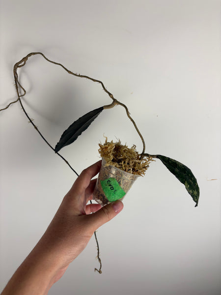 hoya clemensiorum crocodile