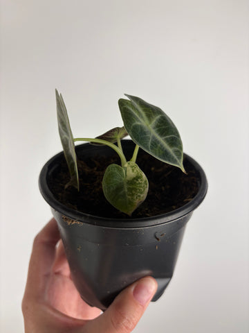 Alocasia Watsoniana low variegated aurea D