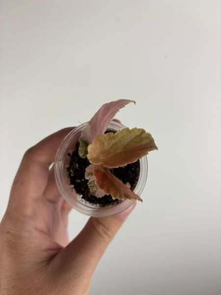 begonia ginny galaxy variegated A