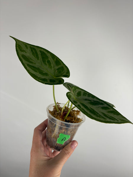 Anthurium Silver blush mutation A
