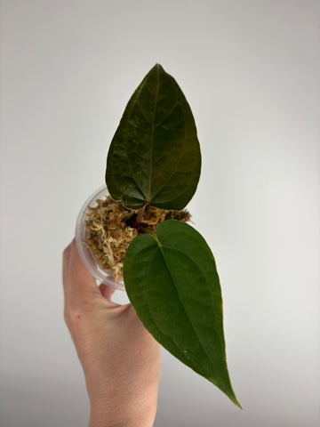 Anthurium red spider x luxurians G
