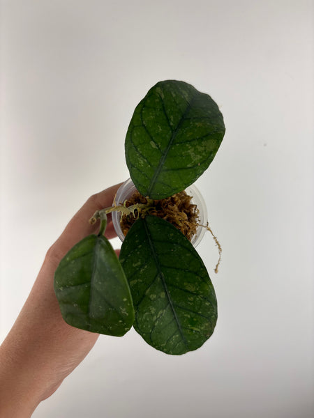 hoya Sp aceh omelet